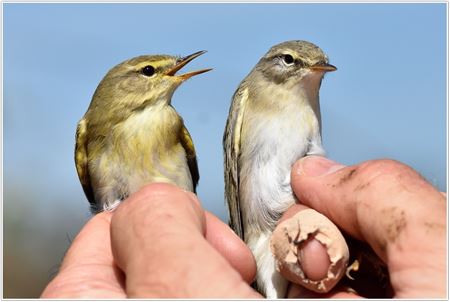 Zeldzame Vlaamse vogels (13)