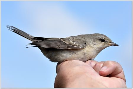 Zeldzame Vlaamse vogels (14)