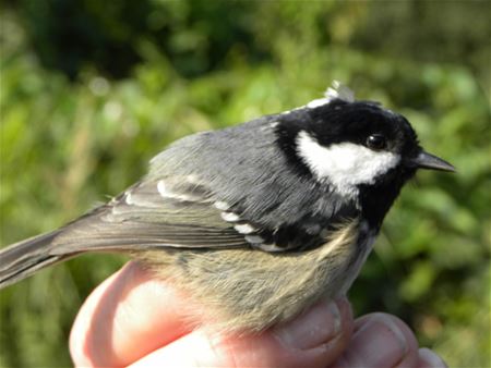 Zeldzame Vlaamse vogels (15)