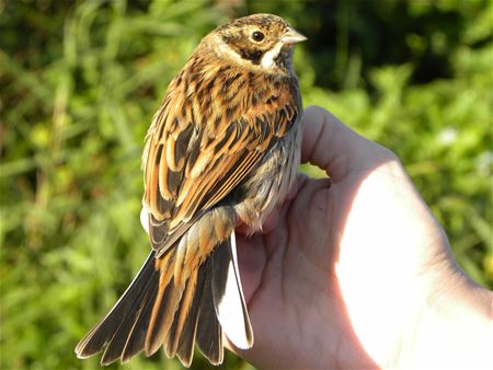 Zeldzame Vlaamse vogels (16)