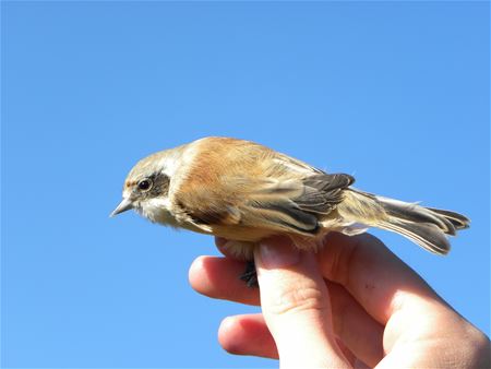 Zeldzame Vlaamse vogels (17)