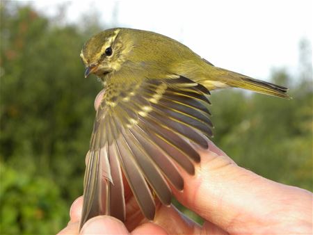 Zeldzame Vlaamse vogels (18)