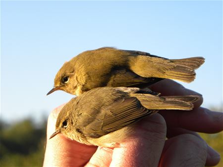 Zeldzame Vlaamse vogels (19)