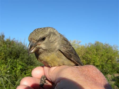 Zeldzame Vlaamse vogels (20)