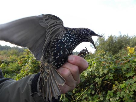 Zeldzame Vlaamse vogels (21)