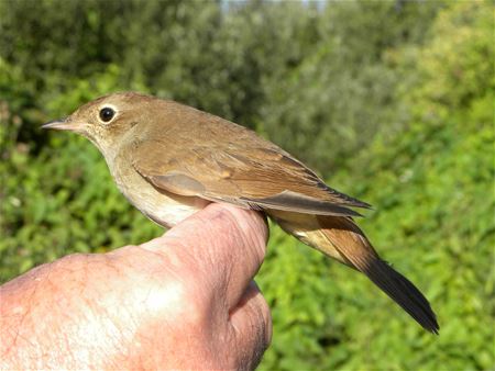 Zeldzame Vlaamse vogels (3)