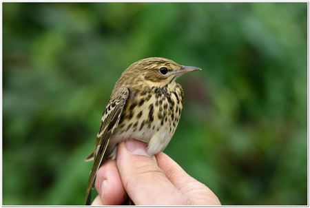 Zeldzame Vlaamse vogels (9)