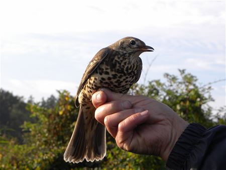 Zeldzame Vlaamse vogels (slot)