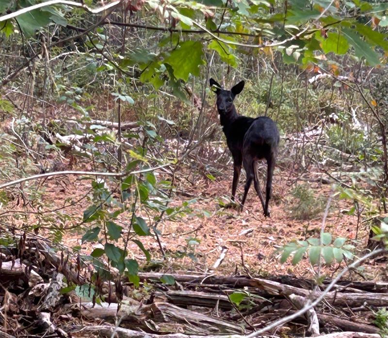 Zeldzame zwarte ree gespot in Zolder