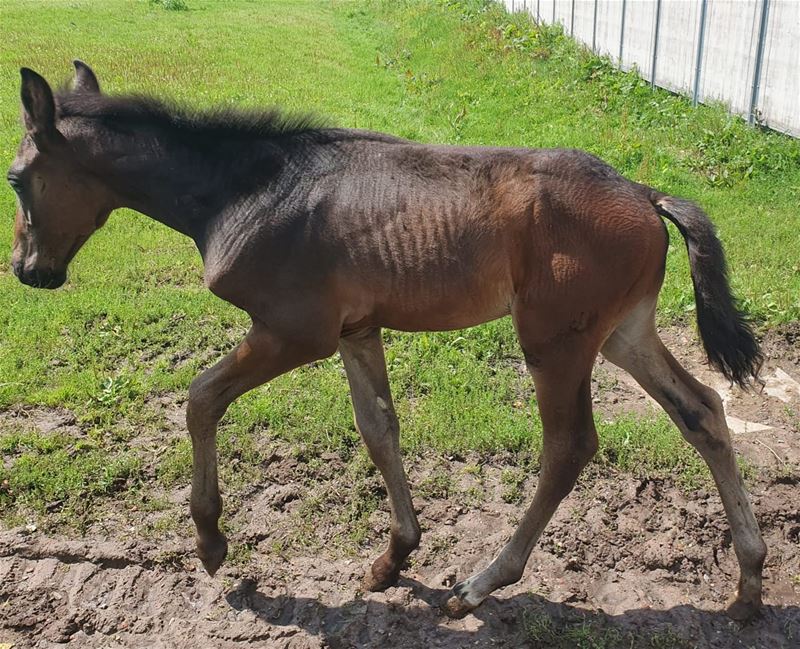 Zelfde manège, zelfde verwaarlozing