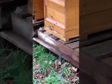 Zelfs de bijen zijn helemaal van slag