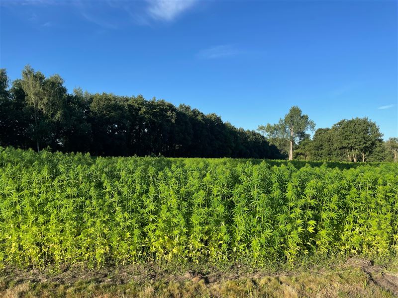 Zolders bedrijf laat hennep telen in Heppen