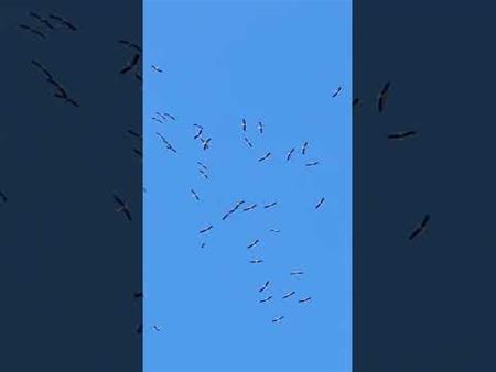 Zolders luchtruim ingenomen door ooievaars