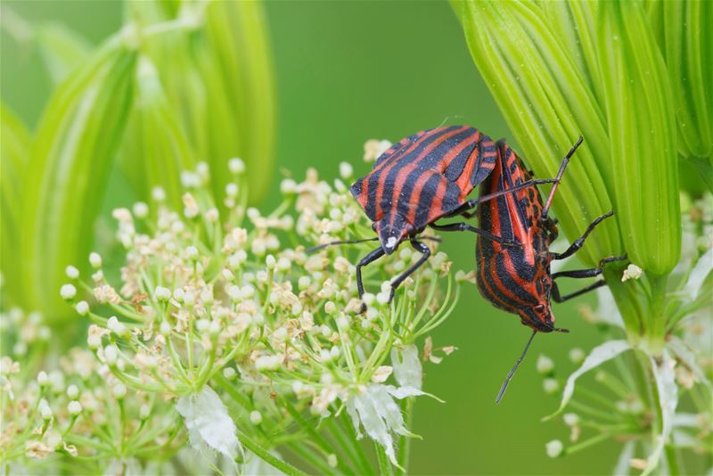Zomer in de natuur