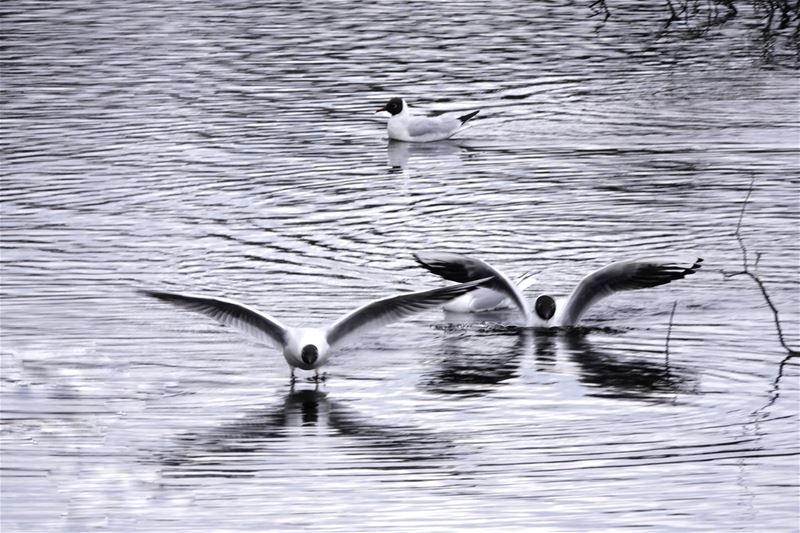 Zondag Beestige Wijerwandeling vanop Bovy