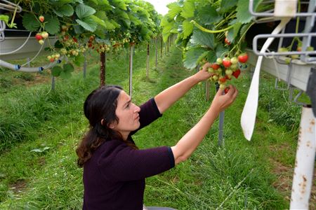 Zuhal Demir plukte aardbeien bij Rudi Boermans