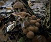de-paddenstoelen-staan-er-weer-9