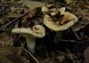 de-paddenstoelen-staan-er-weer-10
