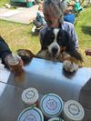 ook-twee-dagen-foodtruckfestival-voor-de-honden