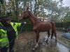 weer-een-graatmager-paard-in-beslag-genomen