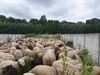 vzoc-338-verwaarloosde-schapen-in-een-week-tijd