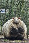 schaap-was-al-vijf-jaar-niet-geschoren