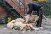 het-arme-schaap-is-geschoren