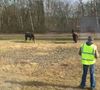 trein-loopt-vertraging-op-door-paarden