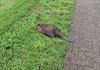 bever-verongelukt-in-de-stationsstraat
