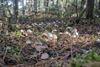 op-de-grens-van-inazomer-en-herfst