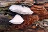 herfst-in-de-natuur-2