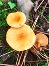 herfst-in-de-natuur-3