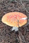 herfst-in-de-natuur-4