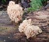 herfst-in-de-natuur-7