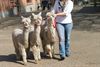 Suri Alpacas zijn kampioenen