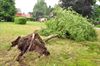 Ravage in de Kerkenblookstraat