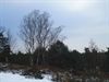 Morgen winterborrelwandeling in de sneeuw