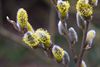 Op wandel in de pseudo-lente