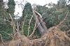 Windhoos ontwortelt bomen in De Lobbert