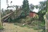 Windhoos ontwortelt bomen in De Lobbert