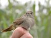 Trekvogels van hier en ginder (16)