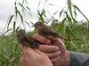 Trekvogels van hier en ginder (16)