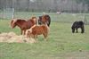 Leerlingen van De Schans helpen in het VZOC