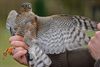 Trekvogels van hier en ginder (5)