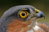 Trekvogels van hier en ginder (5)