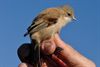 Trekvogels van hier en ginder (9)