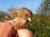 Trekvogels van hier en ginder (11)