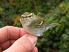 Trekvogels van hier en ginder (12)