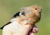 Trekvogels van hier en ginder (slot)