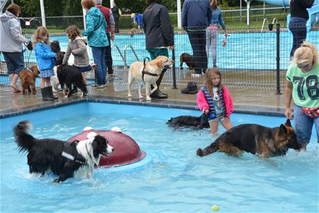 kiezen Zaailing Voorzitter Honden zwemmen is overdonderend succes - Internetgazet Heusden-Zolder
